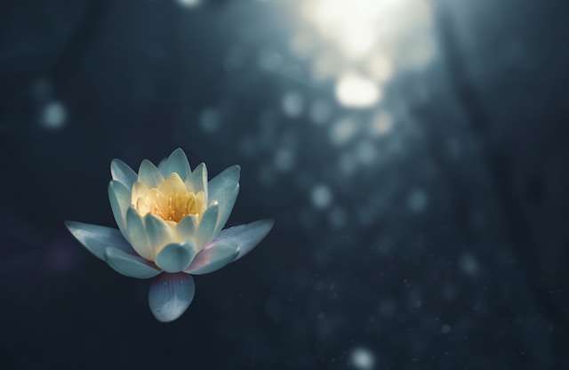 Luminous lotus flower floating on dark reflective water